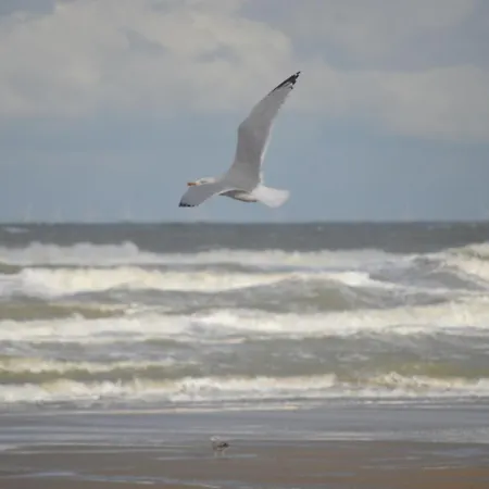 Vakantiehuis Huisjes Aan Zee