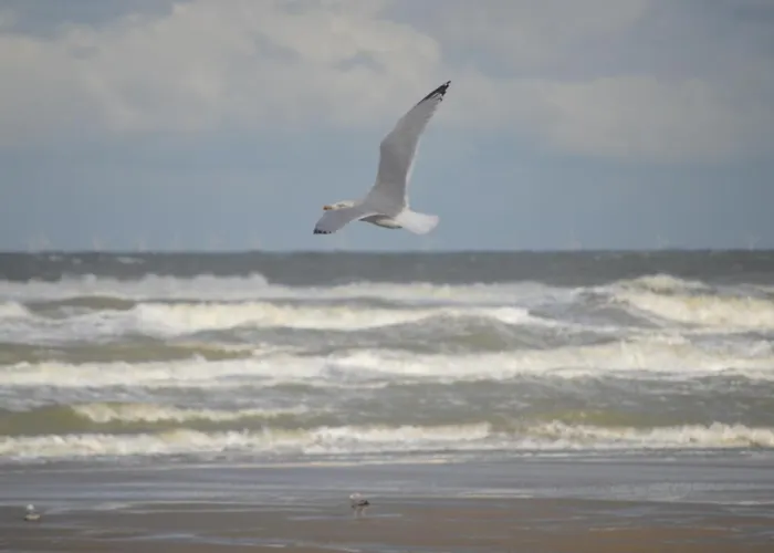 Feriehus Huisjes Aan Zee